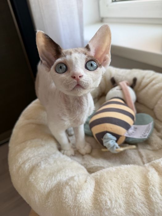 Devon Rex koczenta WGF