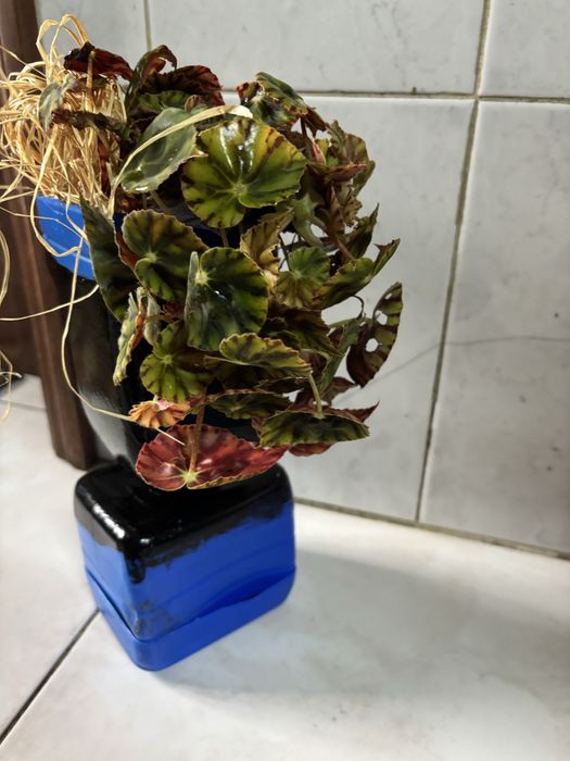 Vendo varios tipos de plantas/suculentas