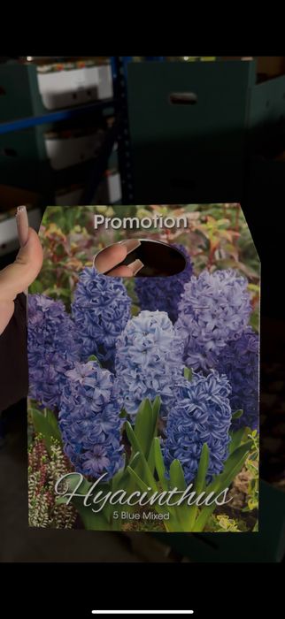 Квіткові цибулини по 20 шт — великий вибір