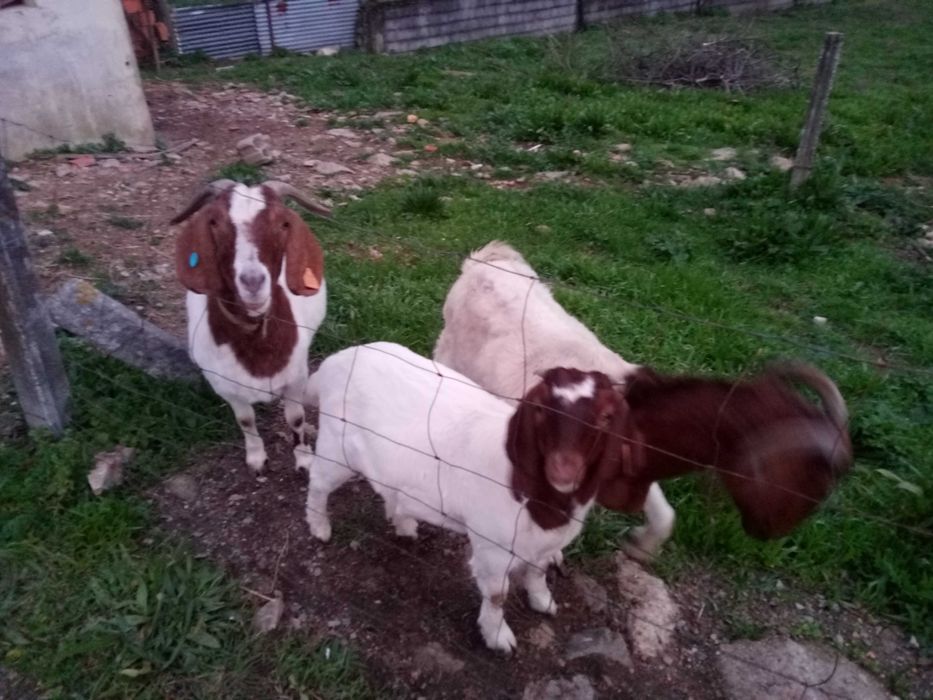 Vendo cabras boer puras