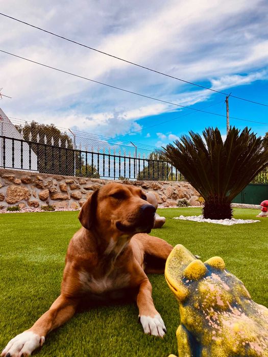 Cadela Perdigueira / Raçada