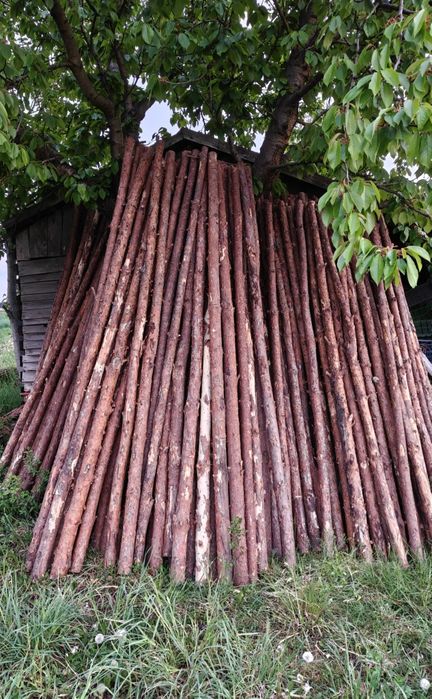 Stęple sosnowe Gąbin