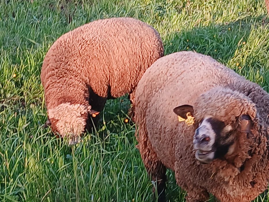 Casais jovens  Ile de France Preto(P3)