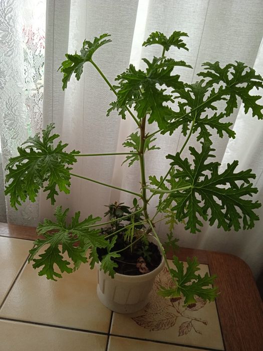 Герань ароматна лимонна.Pelargonium graveolens