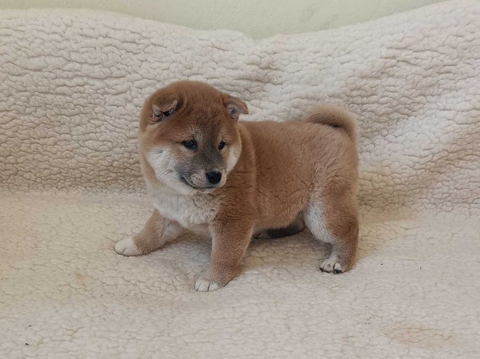 Shiba suczka z rodowodem