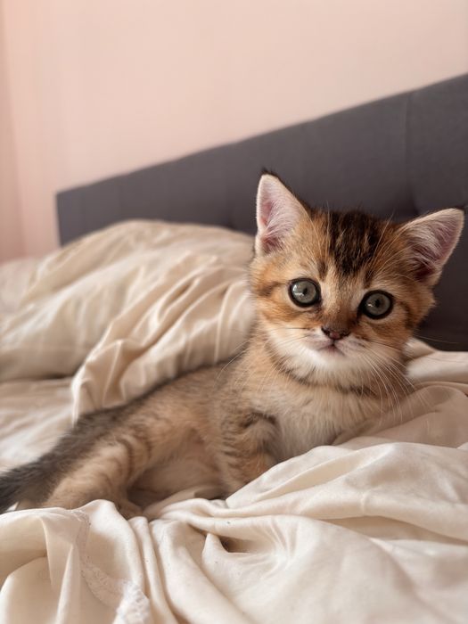 Шотландське кошеня