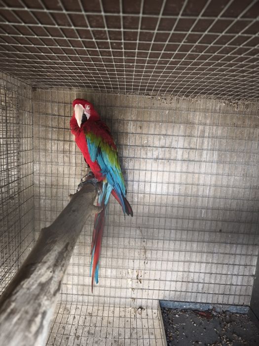 arara chloropthera macho 2013 anilha fechada reprodutor documentos pro