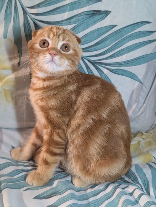 Шикарний шотландський котик