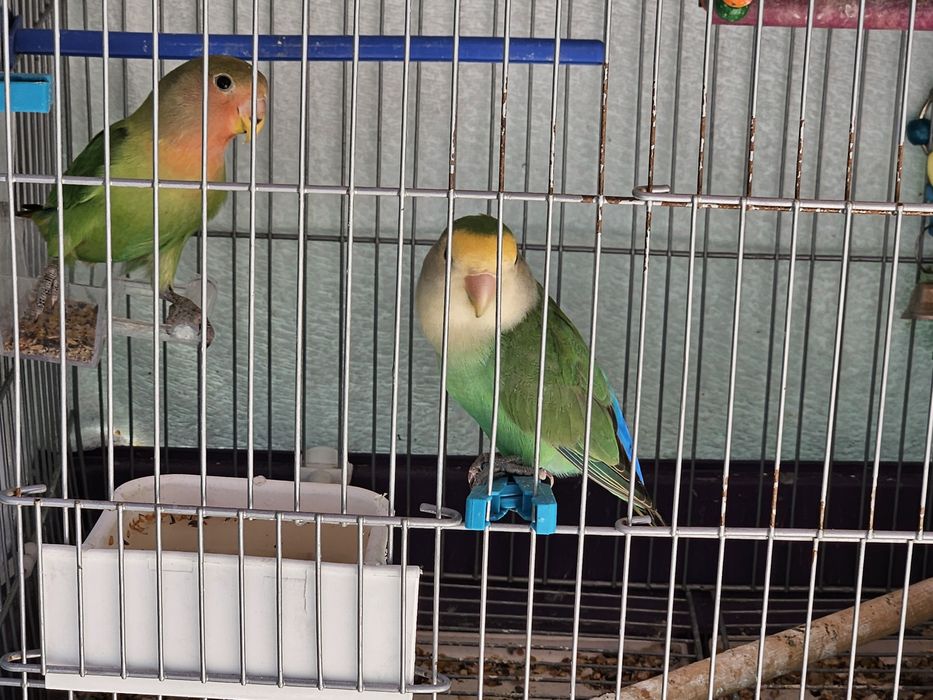 Vendo 2 Agapornis com gaiola