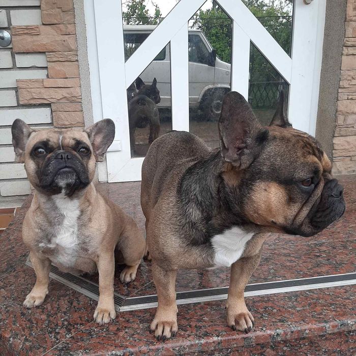 Французький бульдог в'язка