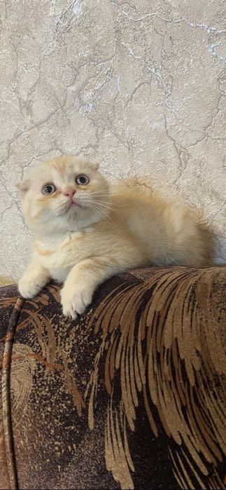 Скоттиш ( фолд )