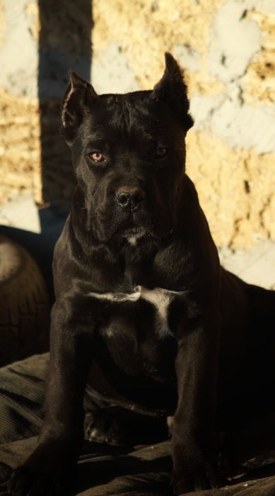 Крупный черный мальчик кане корсо с потрясающим взглядом!  3мес