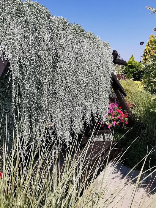 Dichondra srebrzysta
