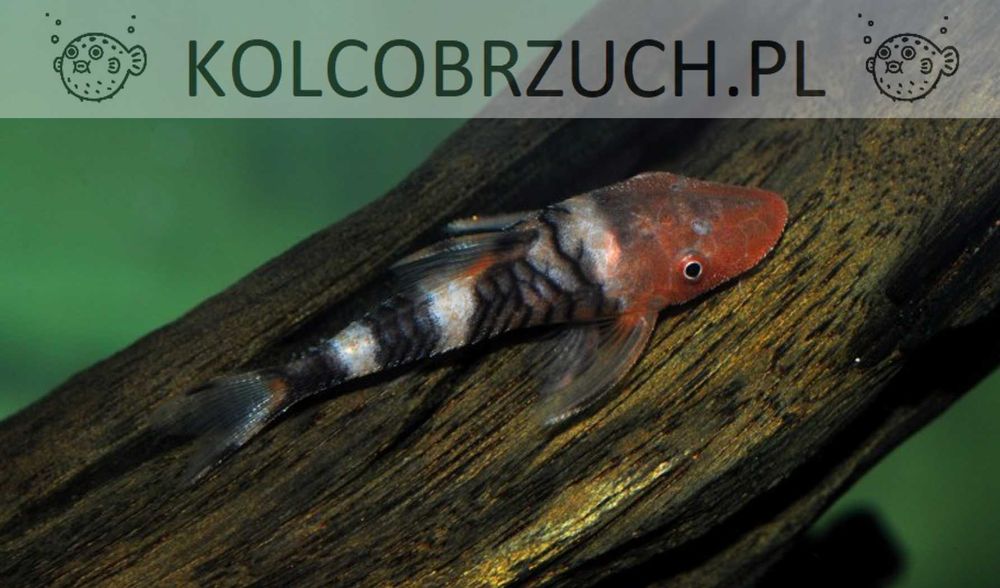 Otosek Peru - Hypoptopoma sp. Peru "Orange" - odłów - WF - dowóz