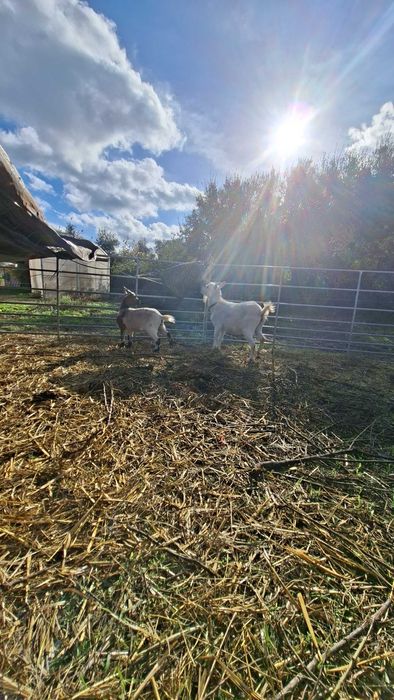 Cabritas Anas especiais