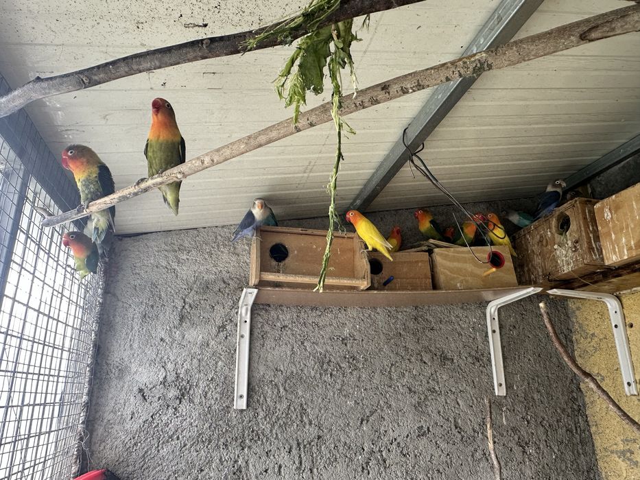 Vendo Passaros Agapornis