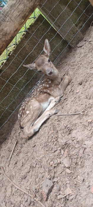 Samica Daniela łania czarna, brązowa polecam
