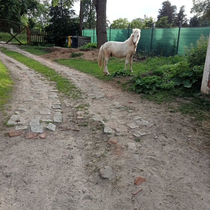 Kucyk kucyki ogierek .