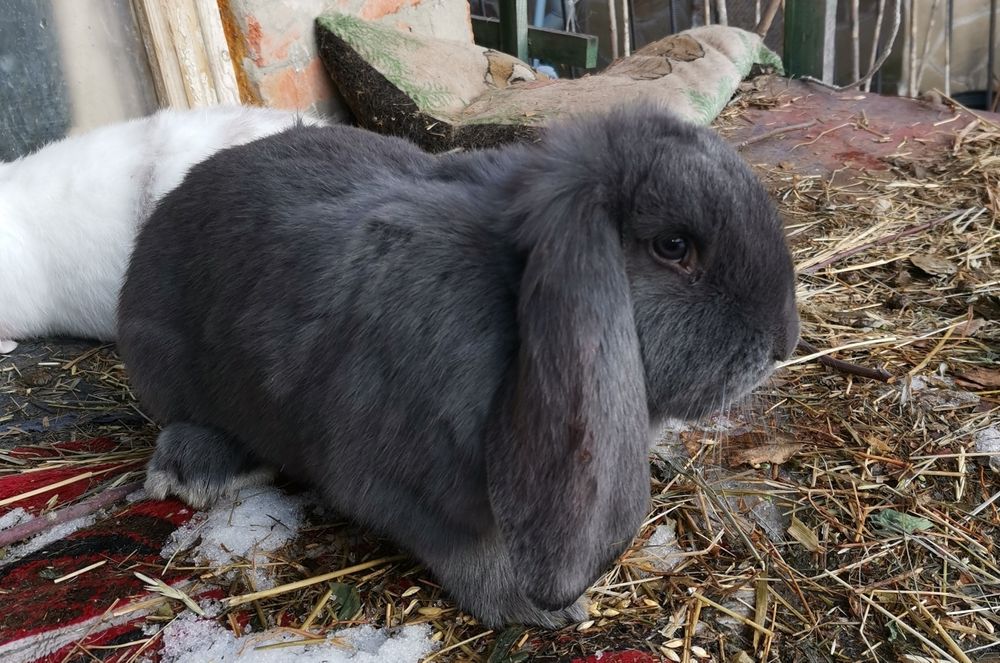 Продам кроликов породы французский баран