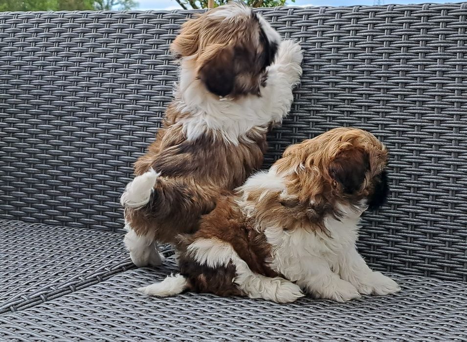 Shih tzu   suczka  mała
