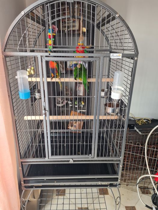 Casal de loris e gaiola grande de paoagaio nova 2 meses
