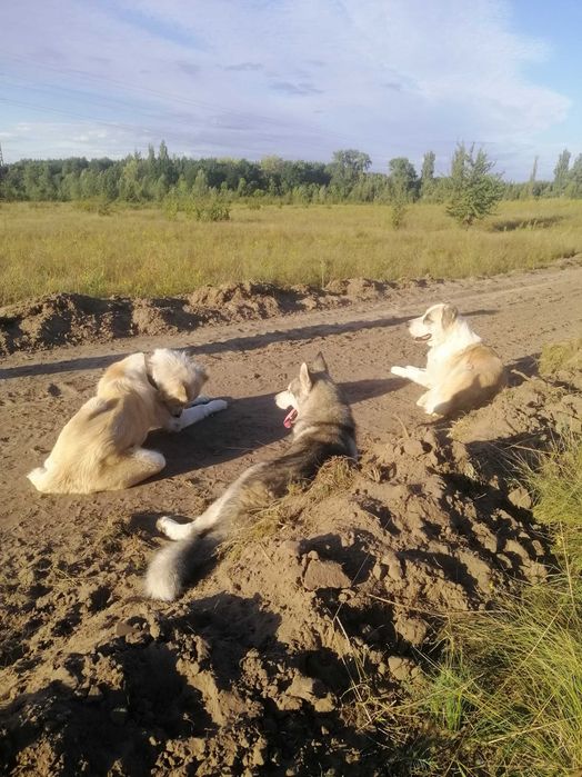 Сибірський хаски для в'язки