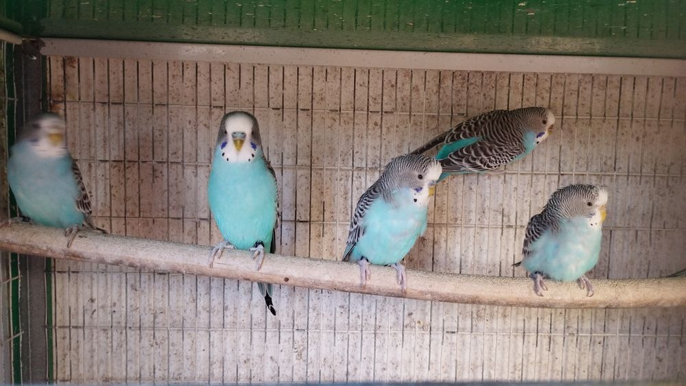 Vendo periquitos australianos (não faço criação de aves à mão). Em Loulé.