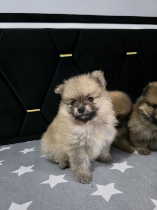 Szpic miniaturowy pomeranian