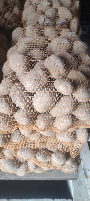 Ziemniaki jadalne Soraja