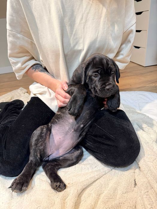 Szczeniak Cane Corso - Czarna Pręgowana - Suczka - Mocna budowa