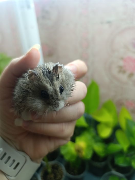 Отдам бесплатно джунгарского хомячка,