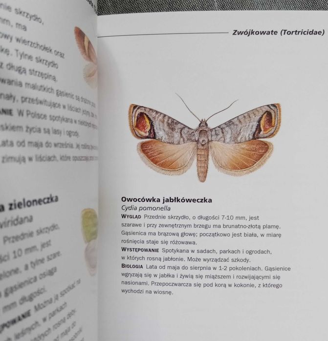Hammond - Motyle i ćmy