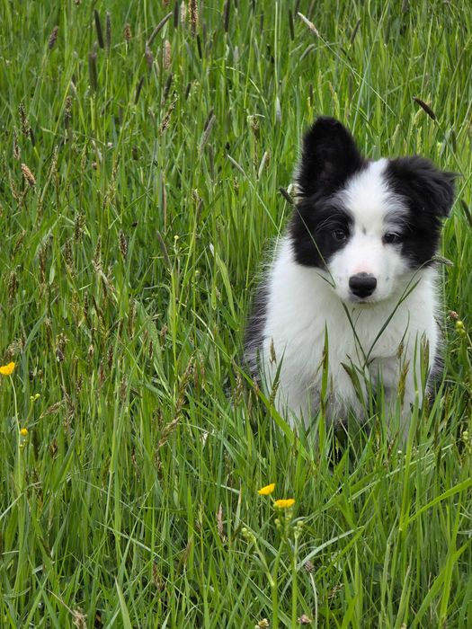 Border Collie ZKWP FCI pies