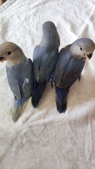 Agapórnis domesticados