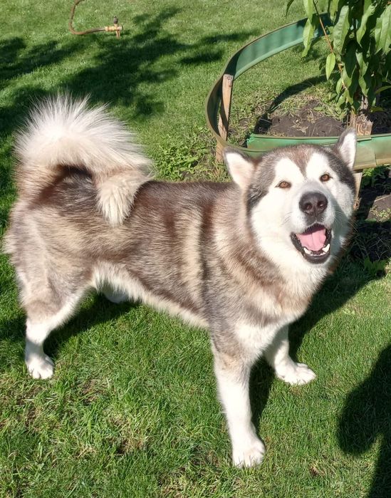 Маламут-красавчик