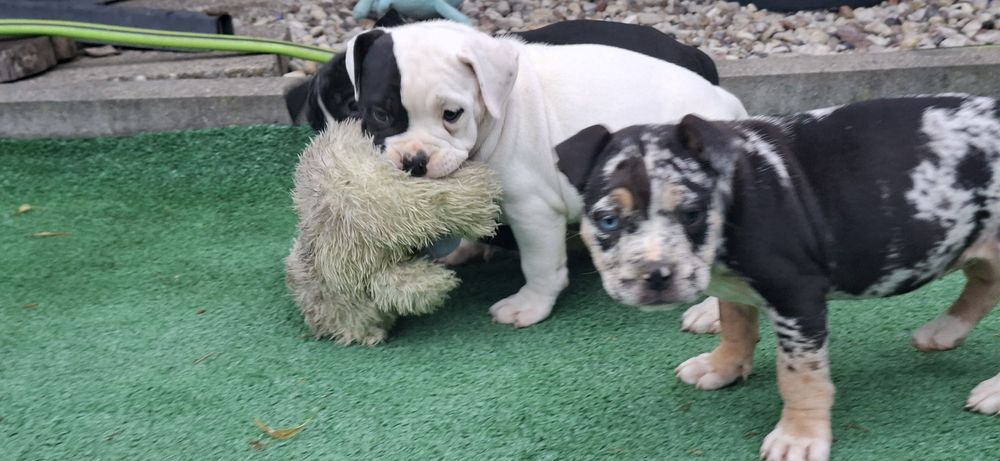 American bully standard szczenię z metryką