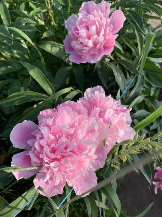 Продаю корені півонії