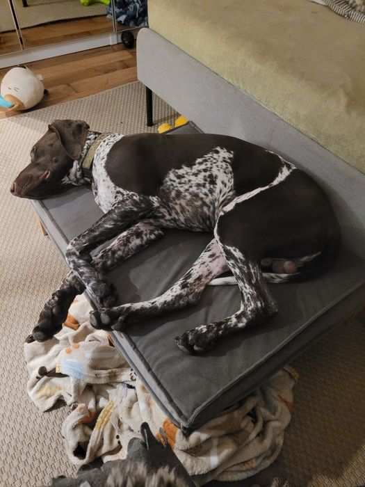 Używane legowisko Hectolove Duo Tierra rozmiar M