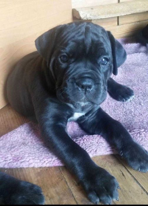 Прoфесcионaльный питомник с мировым именeм прeдлагaет шикaрныx щeнкoв