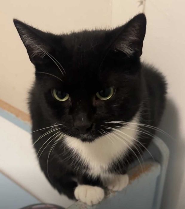 MARTIN – koci dżentelmen w białych skarpetkach