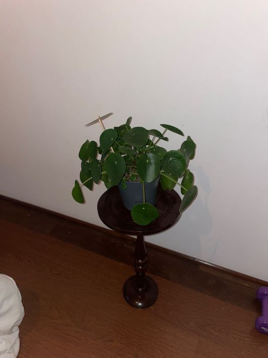 Suporte vasos em madeira restaurado