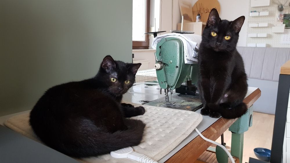 Kotka Wednesday szuka domu stałego lub tymczasowego