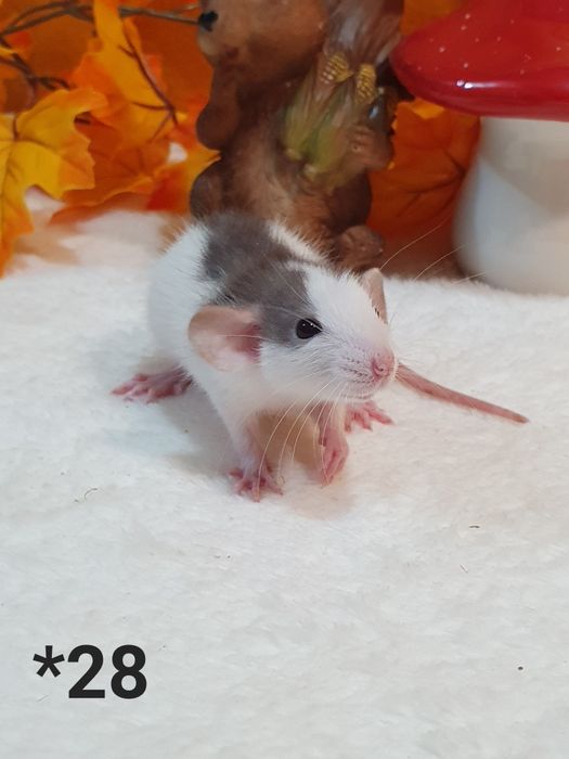 Szczurki szczurek szczury szczur