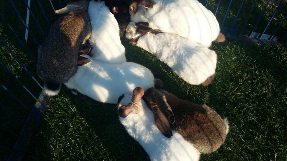 Sprzedam króliki ekologiczne