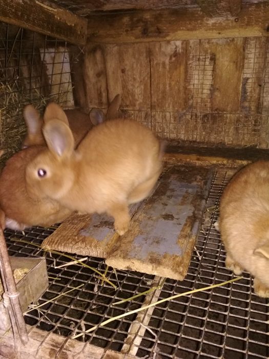 Продам кролят різного віку.