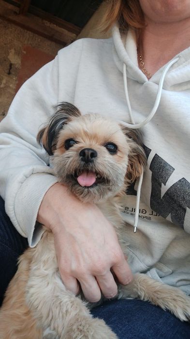 Suczka shih tzu szuka domu - adopcja