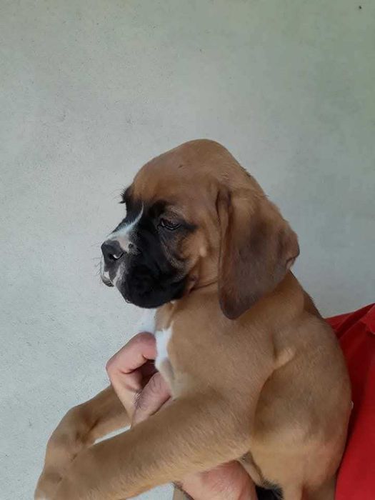 Cachorra Boxer TOP