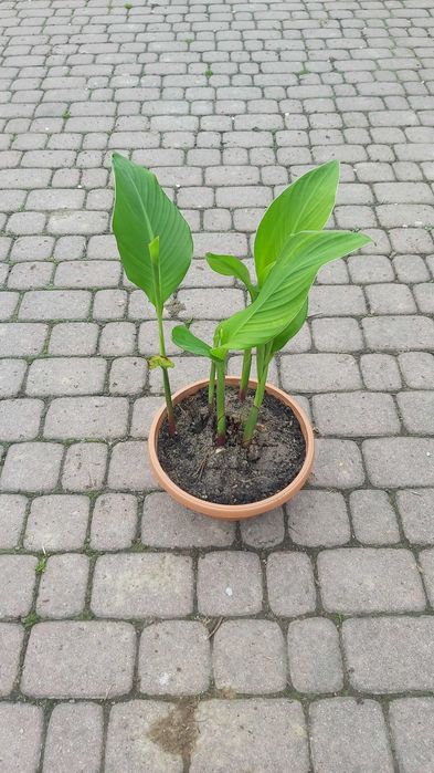 Sprzedam kwiaty kanna ,Canna