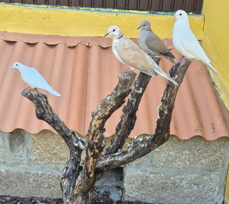 Rolas domésticas brancas