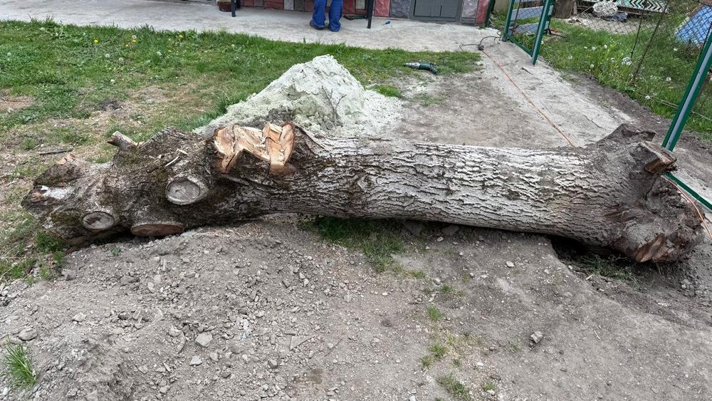 Горіх кругляк ..